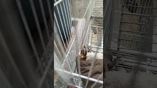 #explore sugar glider