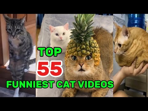 Top 55 Hilarious Cat Moments You Ll Ever Watch Under 5 Minutes 