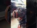 Story Of Aggressive Dog Bubzee With Best World Class The K9 Stores Muzzle . #shorts