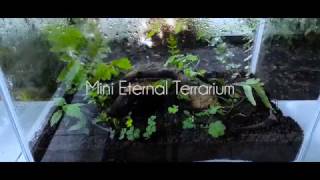 My "Zero Cost" DIY Mini Eternal Terrarium || 3 Months Later..