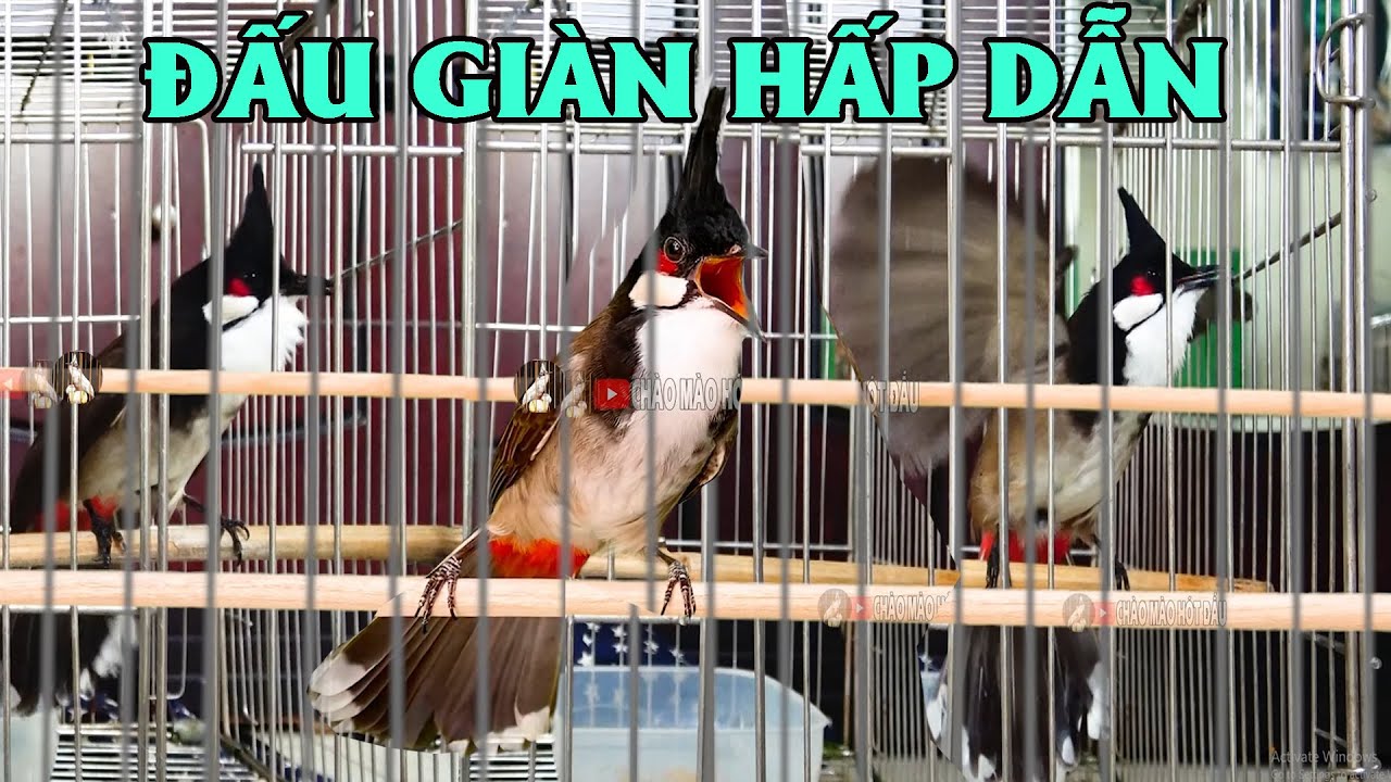 Chào Mào Đấu Giàn / Kích Bổi Trước Khi Lên Giàn / Chào Mào Hót Đấu Kích Bổi Lên Lửa,chao mao hot dau