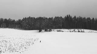 Dirk Darmstaedter - Dark Times (Shorts Acoustic)