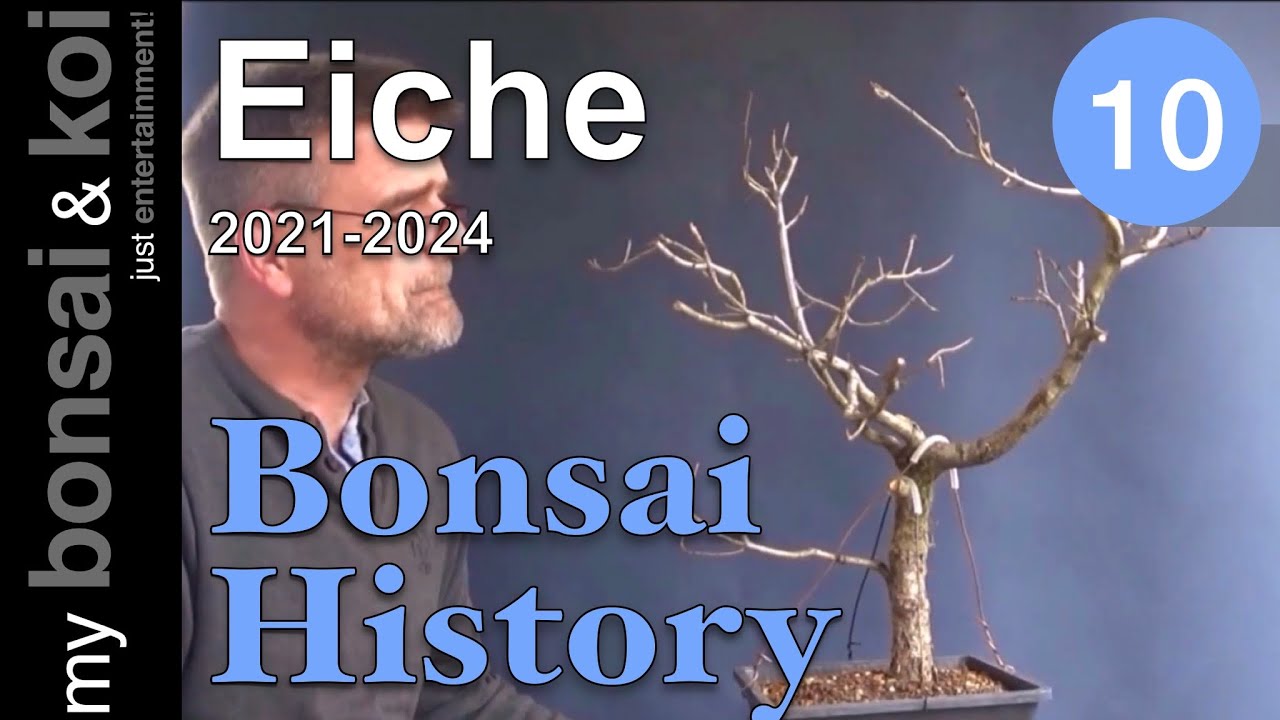 Bonsai History No. 10 - Eiche Yamadori - Der Rohling aus dem Wald