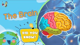 The Brain for Kids (Educational Videos For Kids)