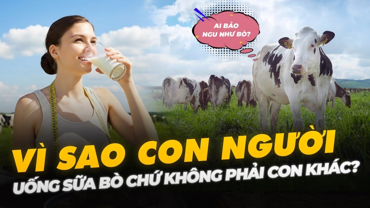 VÌ SAO CON NGƯỜI UỐNG SỮA BÒ CHỨ KHÔNG PHẢI CON KHÁC?
