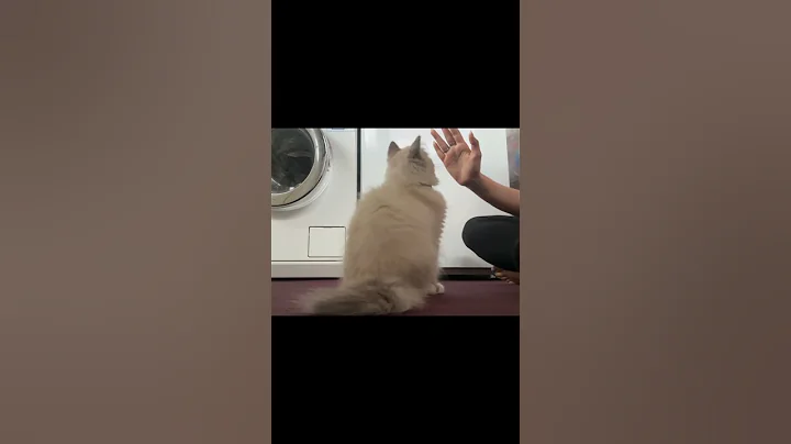 Video 9087041: cat kitten baby love