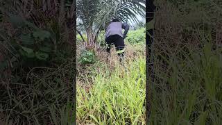 gimana ya rasanya punya 1000 subscriber atau 1000 like 🙏 #bantusubscriber #menuju1000subscriber