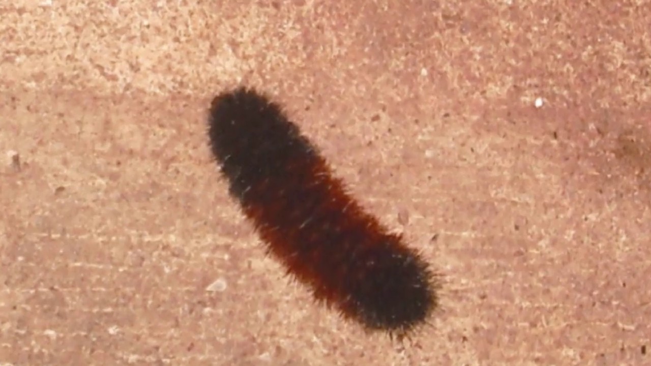 WOOLY BEAR CATERPILLAR'S FORECAST FOR WINTER 2018 - 2019 PROVES TO BE