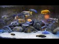 Worlds greatest relaxing african cichlid aquarium
