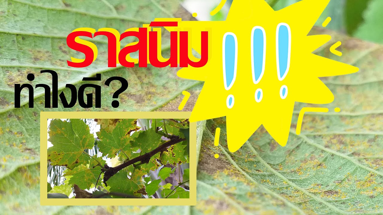 ราสนิม จัดการอย่างไร? How to stop rust on grape leaves.