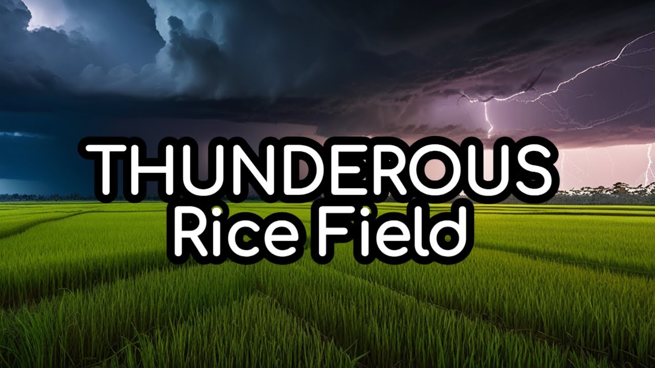 Tranquil rice field in heavy rain and thunderstorm | rain sounds for sleeping