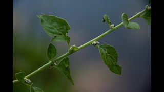 Development And Consumer Evaluation Of Aerva Lanata Incorporated Ready To Eat Rte Snack