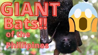 Giant Bats Of The Philippines Known As Flying Foxes Boracay Island Youtube