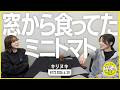 切り抜き公式 #172 窓から食ってたミニトマト 2026.4.30