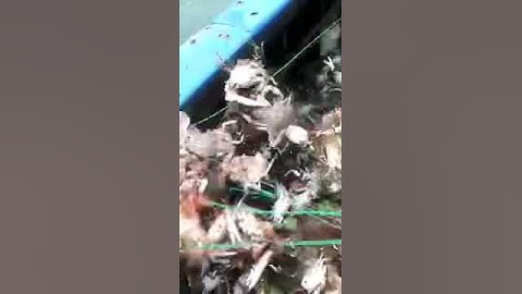 Lưới ghẹ hàn quốc #shorts