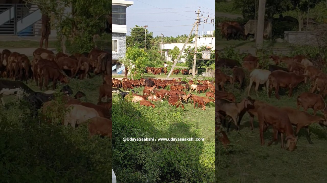 #animallover #animals #sheepfarming #sheep #sheepfarm #shimoga #shivamogga #shimoganews