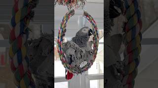 A Few Minutes With Symon The Talking Parrotplease Subscribe