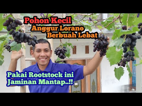 Anggur Language