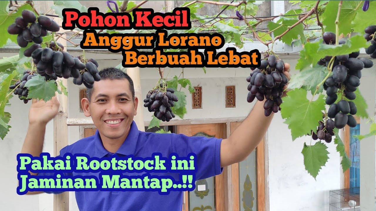 Anggur Import Lorano: Varietas Unggul dengan Produktifitas Tinggi