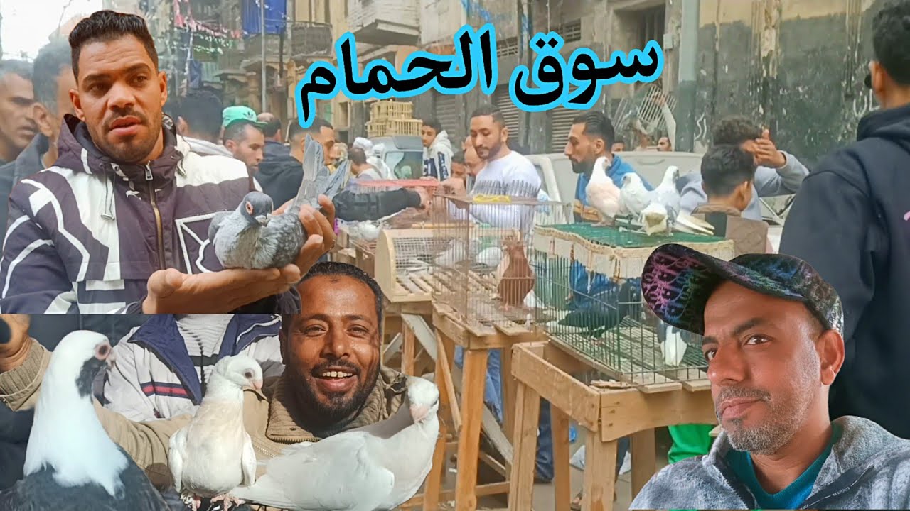  أسعار الحمام قبل رمضان فى سوق الجمعه اسكندرية اليوم 13/2/2026حمام غوزار زاجل زينة بلدى