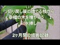 幸福の木マッサンゲアナの増やし方(水挿し編)１　２ヶ月間の成長記録