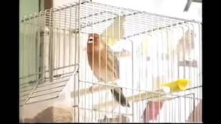 1998 European Goldfinch & Red Isabel Mosaic Mule