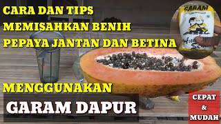 CARA MEMISAHKAN BENIH PEPAYA JANTAN DAN BETINA MENGGUNAKAN GARAM DAPUR #pepaya #bijipepaya