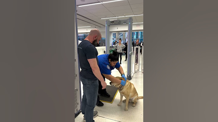 My dog went on a plane!