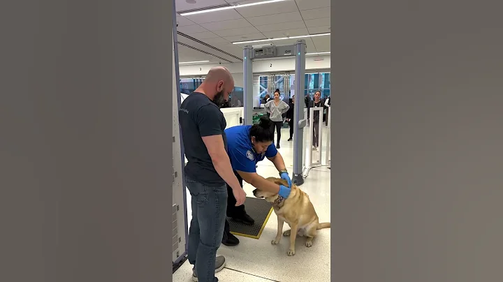My dog went on a plane! - DayDayNews