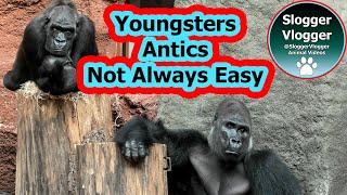 Prague Zoo   Ajabu's Playful Pranks and Silly Stunts