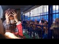 Les tortures que la police ma fait en thalande 