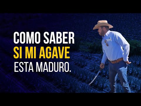 como saber si