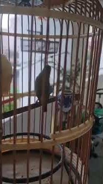 Mata Puteh Buka in hand