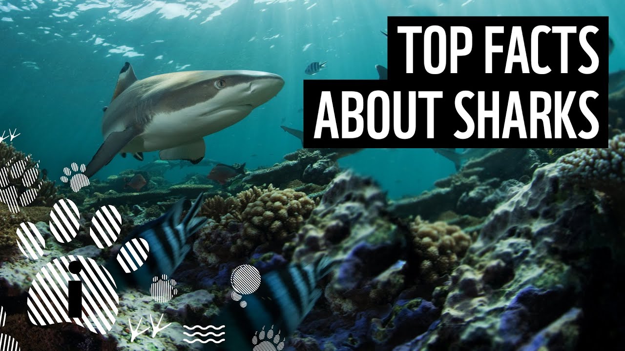 good facts about sharks