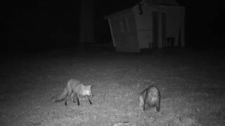 Red Fox Vs Opossum