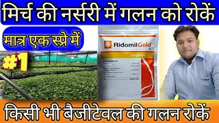 मिर्च की नर्सरी में गलन को कैसे खत्म करें Part 1 Syngenta_ridomil_gold_fungicideRidomil_gold