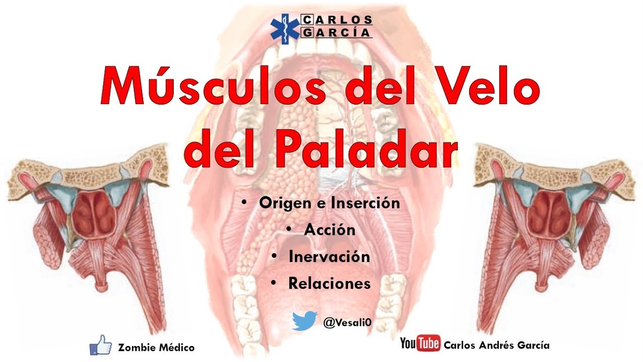 Anatomía Músculos del Velo del Paladar (Origen, Inserción, Acción, Relaciones) YouTube Anatomía Músculos del Velo del Paladar (Origen, Inserción, Acción, Relaciones) YouTube