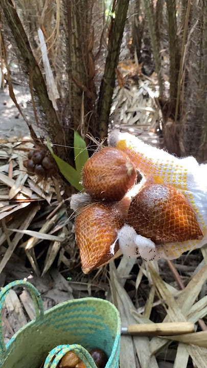 Manfaat buah salak #salak #manfaatsalak