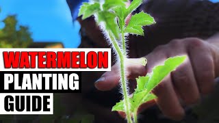 Watermelon Planting  The Complete Guide