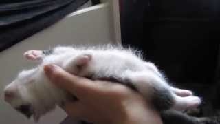 Котенок мило засыпает / Cute sleepy kitten Котенок мило засыпает / Cute sleepy kitten