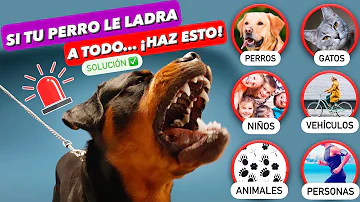 ¿Está bien ladrar a tu perro?