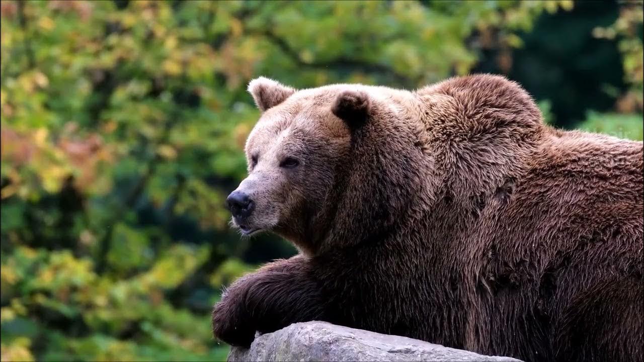 Grizzly Bear Sound Animal Sounds Sonido del Oso Pardo Sonidos de los