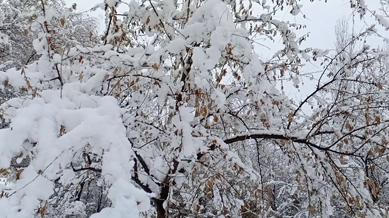 GHIZER..Snowfall continues in upper areas