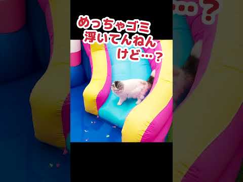 掃除をしない飼い主に文句を言う猫 #Shorts