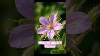 Nasa Bu Bitkinin Peşinde: Doğanın Akıllı Matkabı I