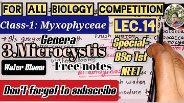 Algae lec.14(शैवाल)|Microcystis structure & diagram(morphology)#NEETTGTPGTbiologybotany#ashoksir