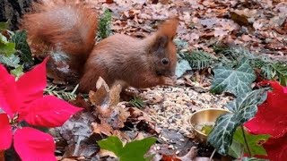Squirrels celebrate Christmas ♥️ | Eichhörnchen feiern Weihnachten 🎄