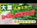 【大葉の育て方】たくさん収穫するコツ【家庭菜園】青しそ・赤しそ【摘心】【収穫】【栽培】