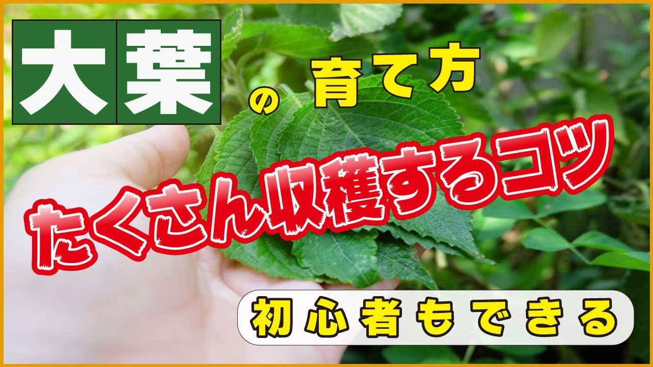 大葉の育て方 たくさん収穫するコツ 家庭菜園 青しそ 赤しそ 摘心 収穫 栽培 Youtube