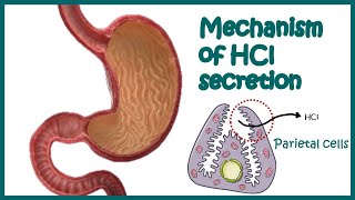 Gastric HCl secretion | molecular mechanism & regulation | How is HCl secreted in the stomach?